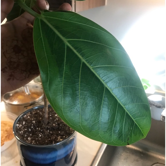 Tall and Large Ficus Audrey - Picture 13 of 16